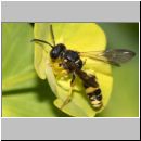 Cerceris rybyensis - Knotenwespe 27 9mm.jpg